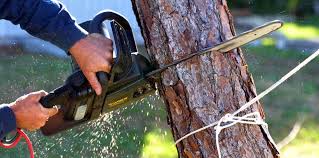 Best Tree Trimming and Pruning  in Sardis City, AL