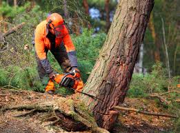 Best Emergency Tree Removal  in Sardis City, AL