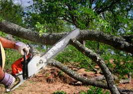 Best Fruit Tree Pruning  in Sardis City, AL