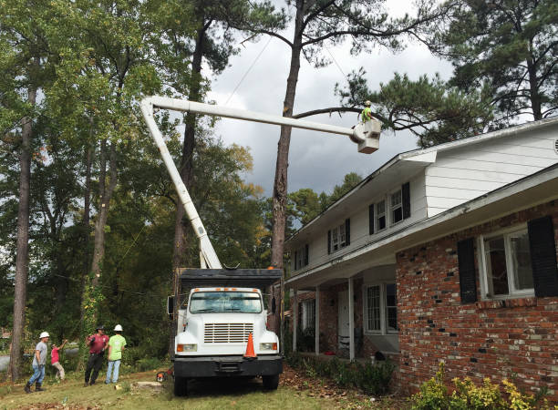 Best Tree Cabling and Bracing  in Sardis City, AL