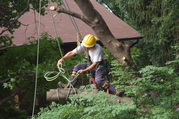 Best Lawn Renovation and Restoration  in Sardis City, AL