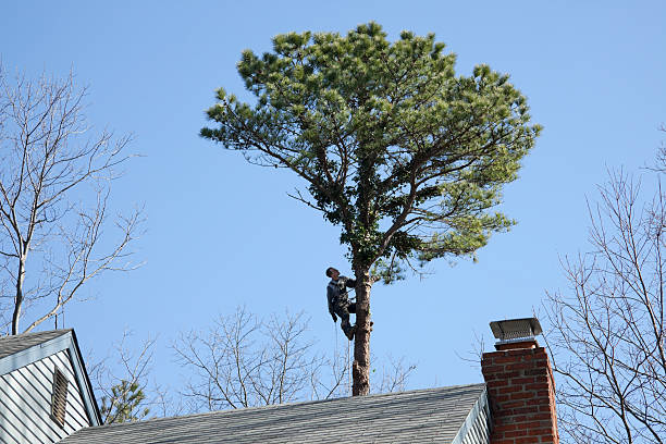 Best Seasonal Cleanup (Spring/Fall)  in Sardis City, AL