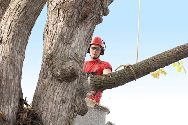 Best Tree Removal  in Sardis City, AL